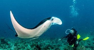 Manta rays, Maldives