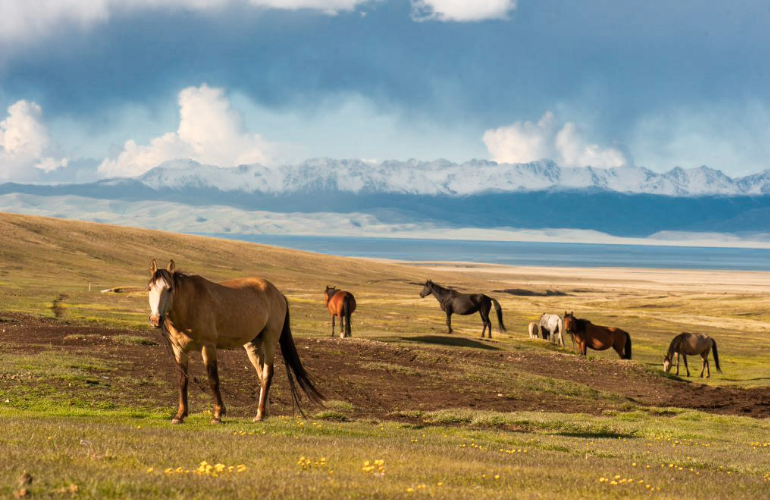 Horses