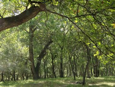 Walnut forests, Arslanbob