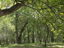 Walnut forests, Arslanbob