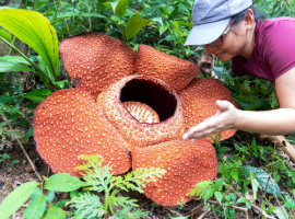 Rafflesia
