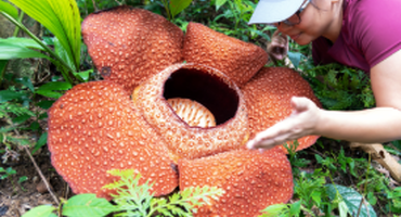 Rafflesia
