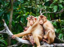 Heart of Borneo