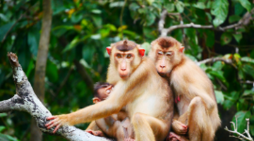Heart of Borneo